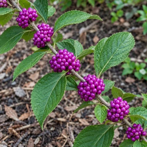 American Beautyberry Shrub/Bush - 4-8" Tall Live Plant - 2.5" Pot - Image 5