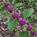 2 American Beautyberry Shrubs/Bushes - 12-14" Tall Live Plants - Gallon Pot by Unknown