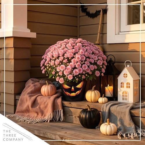 Chrysanthemum (Jack O' Lantern Deco Pot), Pink Blooms, Live Fall Flowering Perennial, 15" Tall by 12" Wide in 3 Qt Pot - Image 7