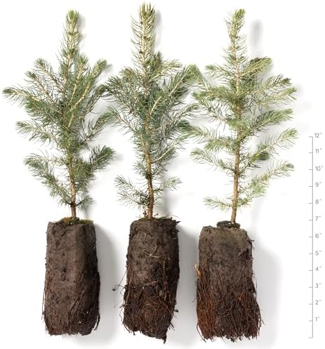 Colorado Blue Spruce Jumbo Tree Plug Seedlings | 12"-18" | Arbor Day Foundation (3-Pack) - Image 2