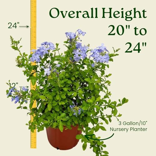 Plumbago Plant Imperial Blue - Live Flowering Plant - Overall Height 20" to 24", 3 Gallon Pot - Tropical Plants of Florida - Image 3