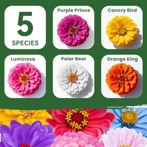 1000+ Zinnia Dahlia Seeds Flower Seeds for 2026 Planting, 0.35 Oz, 5 Varieties (Pink, Yellow, Orange, White, Purple), 10G Mixed Colors and Large Blooms, Open Pollinated - Bulk - Image 4