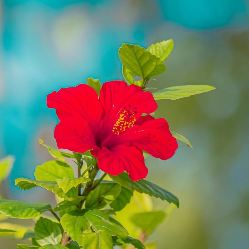 3 Red Hardy Hibiscus Plants Live, Flowering Shrub, 4-7 Inch Tall - Image 5