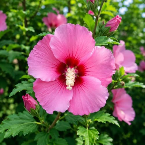 3 Pink Rose of Sharon Shrubs 6-12" Tall Live Plants, 3.5in Pot (3 Pack) - Image 2