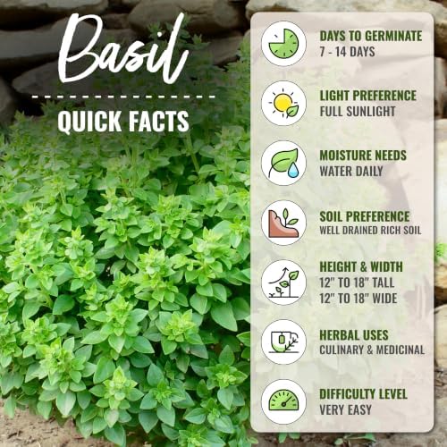 Seed Needs Spicy Globe Basil Seeds to Plant an Herb Garden - 5 Packs - Image 4