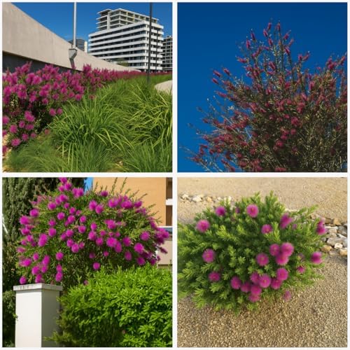 Purple Bottle Brush Plant Live, Callistemon Citrinus Shrub, 2in Pot, 5-Pack - Image 7