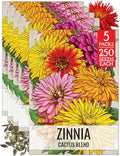 Seed Needs Cactus Zinnia Seeds to Plant Cut Flowers - 5 Packs by SeedNeeds