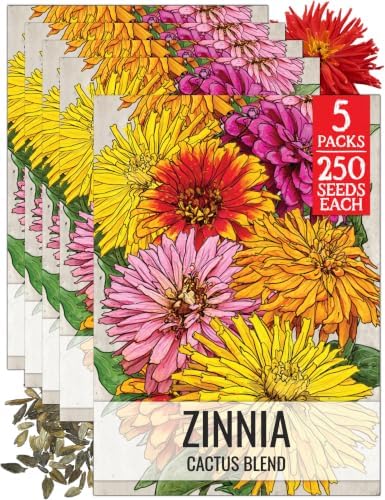 Seed Needs Cactus Zinnia Seeds to Plant Cut Flowers - 5 Packs by SeedNeeds