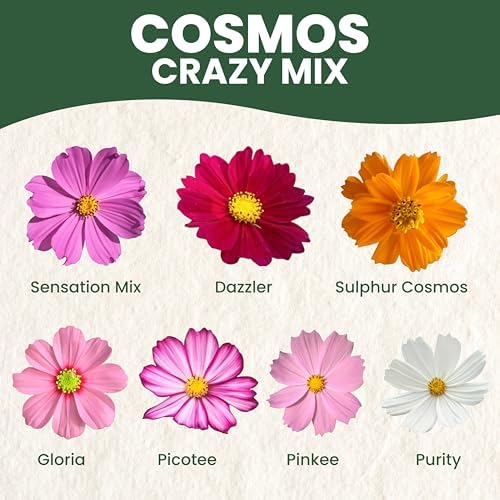 Crazy Cosmos Mix - Large 1 Ounce Packet - 5,000 Flower Seeds for Planting - Cosmos bipinnatus - Image 3