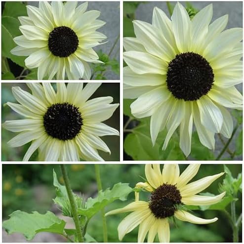 Seed Needs Italian White Sunflower Seeds to Plant Cut Flowers - 5 Packs - Image 3