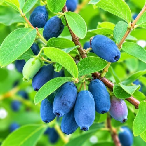 Aurora Honeyberry (Haskap) Shrub - 6-12" Tall Live Plant - Image 5