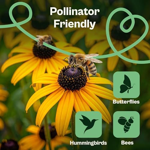 SVI 7500 Black Eyed Susan Seeds (Rudbeckia Hirta) – Black-Eyed Susan Wildflower Seed Packets Bulk, Rudbeckia – Daisy Flower Seeds for Outside & Indoor Flower Garden Containers - Image 4