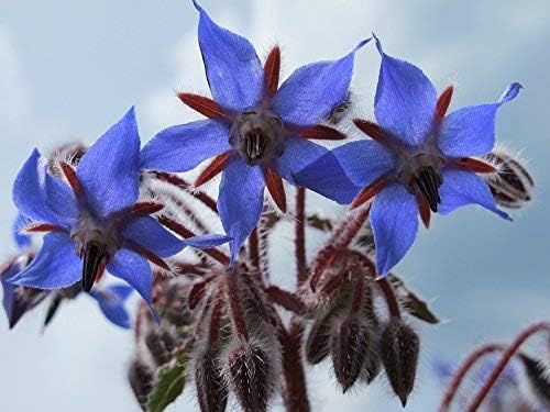 Borage Seeds - Starflower - Heirloom Non-GMO Herb Seeds for Planting an Herb Garden - 100 Seeds - Borago Officinalis - by RDR Seeds - Image 5