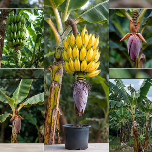 Dwarf Cavendish Banana Tree Plant, Indoor Outdoor Plant, 1 Gallon Pot - Image 5