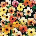 Park Seed Sunrise Surprise Black-Eyed Susan Seeds – Pack of 10 by ParkSeed