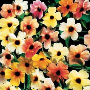Park Seed Sunrise Surprise Black-Eyed Susan Seeds – Pack of 10 by ParkSeed