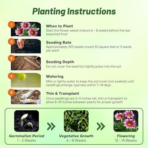 Outsidepride Kiss Rose Gazania Seeds for Planting – 50 Pcs Perennial, Low-Maintenance, Drought-Tolerant Ground Cover Seeds for Vibrant Summer & Fall Flowers, Great for Outdoor Gardens - Image 4