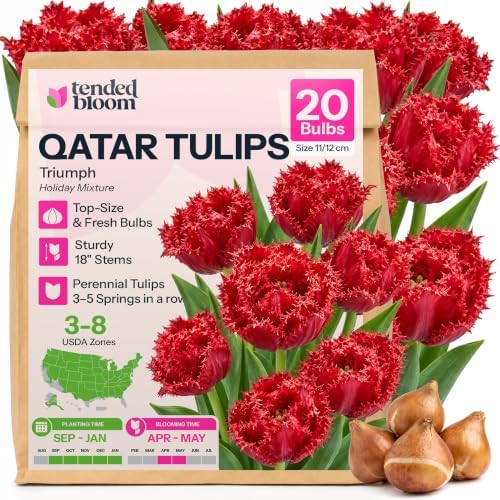20 Qatar Red Fringed Tulip Bulbs for Fall Planting, Crispa by Unknown