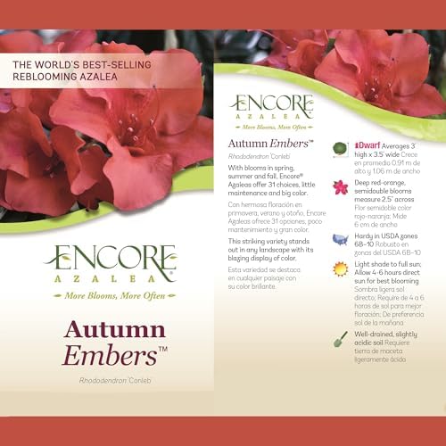 Encore Azalea 2 Gal. Autumn Embers Shrub - Image 5