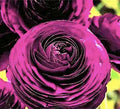 Purple Aviv Peony Ranunculus - 12 Largest Size Corms, Premium Ranunculus Bulbs, Vibrant Purple Flowers, Ideal for Garden Beds, Stunning Peony-Like Blooms by MardeRossCompany