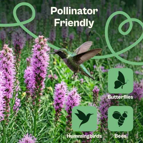 SVI 300 Marsh Blazing Star Seeds (Liatris spicata) – Heirloom Gayfeather Seed Packets – Purple Wildflower Seed, Pollinator Cut Perennial Flower Seeds Packets for Outdoor Garden Flower Garden - Image 4