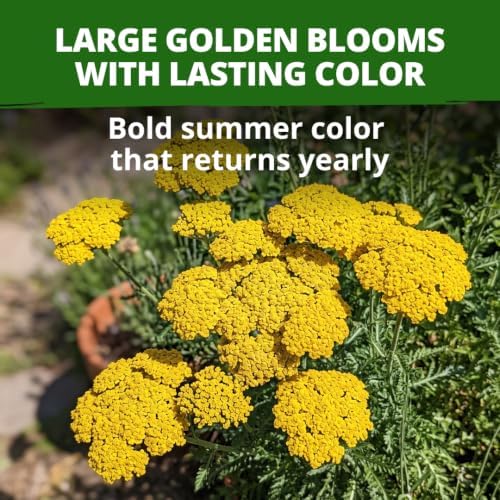 HOME GROWN Yarrow Seeds, Gold, 1,600 Seeds, Achillea filipendulina - Image 2