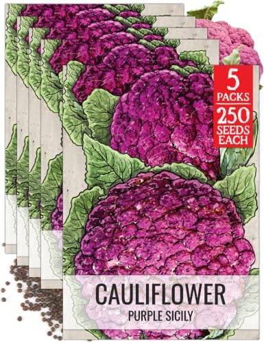 Seed Needs Purple Sicily Cauliflower Seeds to Plant Heirloom 5 Packs by SeedNeeds