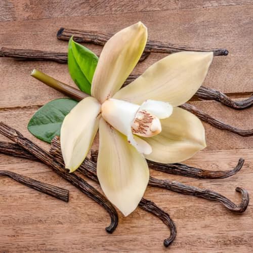 Vanilla Bean Vine Plant Live, 3 to 5 Inches Tall, Climbing Tropical Plant - Image 6