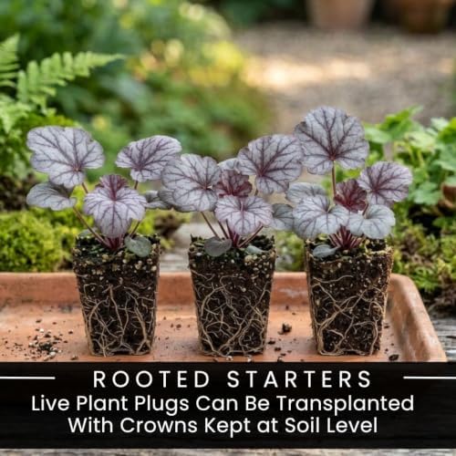 5 Silver Scrolls Coral Bells Live Plant Plugs, Heuchera Shade Perennial - Image 3