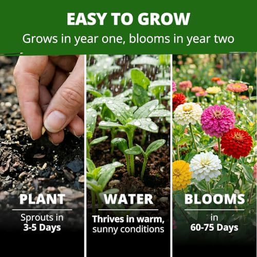 HOME GROWN Oklahoma Zinnia Seeds, 100 Seeds, Zinnia elegans - Image 4