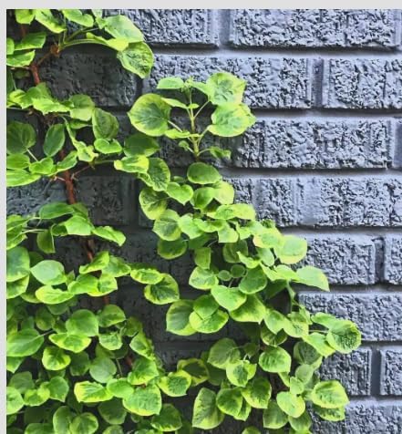 Hydrangea ‘Mirranda’ Live Variegated Climbing Vine – Rare Self-Clinging Hydrangea – Large White Lacecap Flowers – Hardy Shade Vine – 4” Pot - Image 3