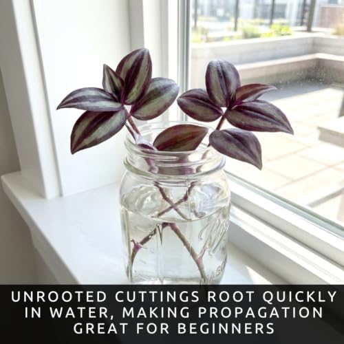 5 Dragon Tail Tradescantia Live Plant Cuttings, Indoor Wandering Jew - Image 2