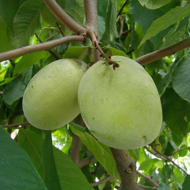 American Paw Paw Tree Live Plant Asimina Triloba Plant Sweet Pawpaw Hardy Banana Tree Ornamental Fruit, 6-14 Inc Tall Qt Pot, 1 Year Old Plant - Image 3