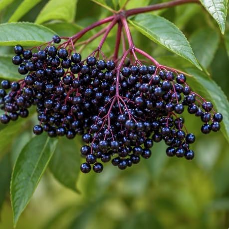 Ranch Elderberry Shrub - 10-14" Tall Live Plant - Gallon Pot - Image 7