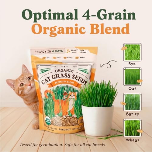 Organic Non-GMO Cat Grass Seeds for Planting Indoor (8 oz) - Image 5