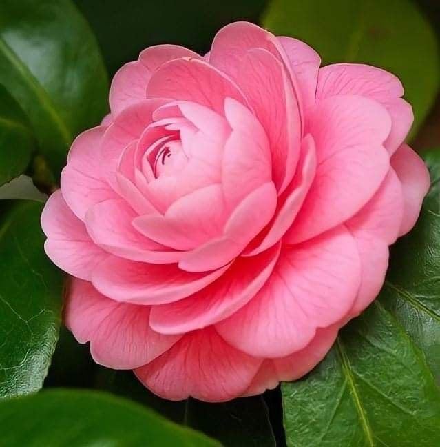 Camellia Live Plants Pink Tea Flowers Shrub Camellia Japonica Tree Fragrant Flower Woody Shrub 4" Pot - Image 7