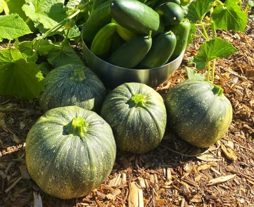 Round Zucchini Seeds - 1/2 Pound ~ 2550+ Count - for 2026 Planting Eight 8 Ball Ronde Rondini Summer Squash Patty Pan Courgette Bush Garden Vegetable Grow Your Own Home Farm Patio - Image 4