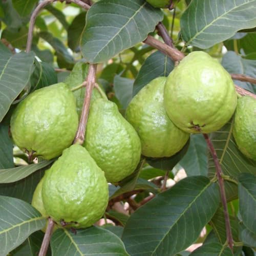 Pink Guava Tree Plant Live, Edible Fruit Tree, 5-7 Inch Tall - Image 2