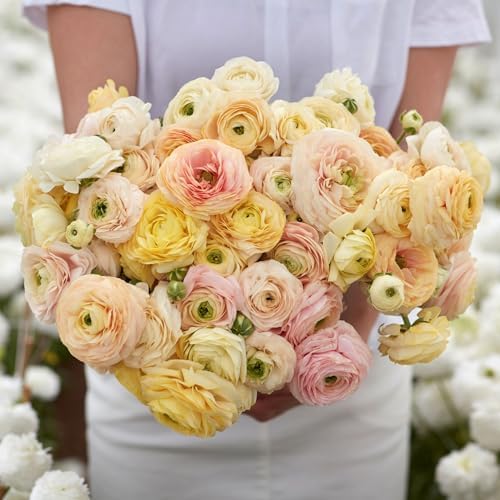 Eden Brothers Ranunculus Bulbs - Wedding Pastel by EdenBrothers
