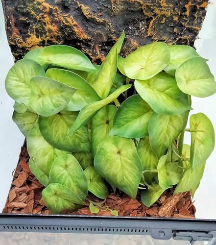 Reptile Plants for Terrarium,Habitat Decor,Hanging Plant with Suction Cup - Image 2