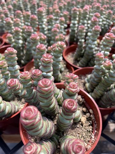 Live Succulent 4" Crassula Baby Necklace, Succulents Plants Live, Succulent Plants Fully Rooted, Hanging House Plant for Home Office Decoration, DIY Projects, Party Favor Gift by The Succulent Cult - Image 4