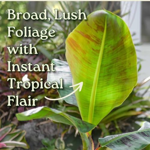 Tropical Plants of Florida Dwarf Cavendish Banana Tree Live Plant 3 Gallon Nursery Pot, 28 to 38 Inch Tall Edible Banana Plant, Tropical Patio Outdoor Tree - Image 2