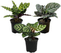 Pet Safe Live Prayer Plant Calathea Collection (3PK) in 4 Inch Pots, Pet Friendly Houseplants, Rattlesnake Plant, Orbifolia, Non-Toxic Houseplant Mix by PlantsforPets