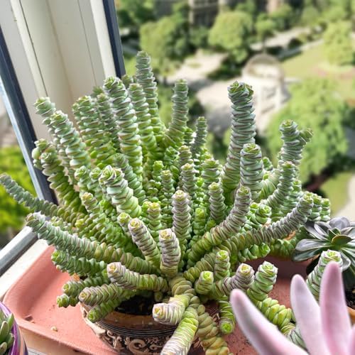 Sprout N Green 4" String of Buttons, Live Crassula 'Baby's Necklace' Trailing Succulent Rooted in Pot, Houseplant for Home Office Hanging Decoration, DIY Projects, Party Favor, Keep Away from Pets - Image 4