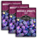 Red Brussels Sprout Seeds - Survival Garden Seeds (3 Packs) by SurvivalGardenSeeds
