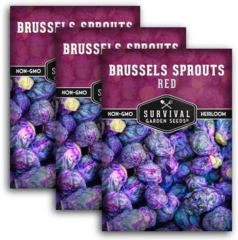 Red Brussels Sprout Seeds - Survival Garden Seeds (3 Packs) by SurvivalGardenSeeds