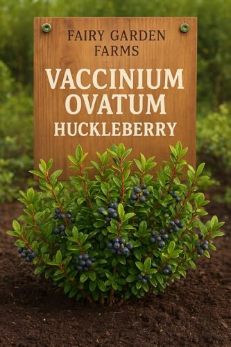 2 Medium (6-10") Live Huckleberry Plants Super Sweet Berry Bush Trees huckleberries just sprouted in Little 4" pots, Vaccinium ovatum Please See Pictures Before Ordering. by Unknown