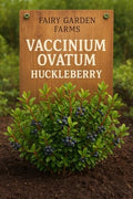 2 Medium (6-10") Live Huckleberry Plants Super Sweet Berry Bush Trees huckleberries just sprouted in Little 4" pots, Vaccinium ovatum Please See Pictures Before Ordering. by Unknown