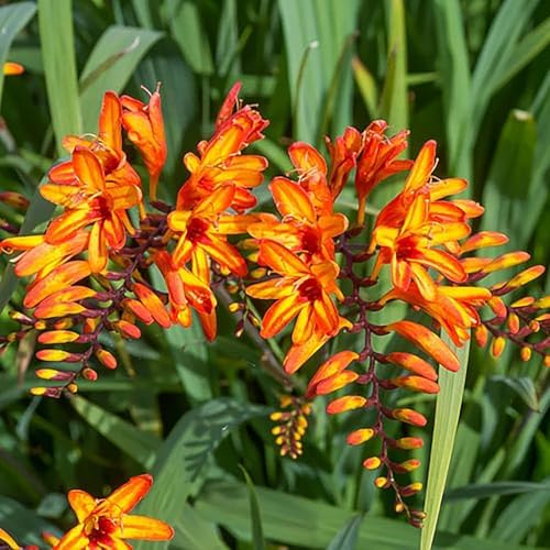 5 Firestarter Crocosmia Blubs - Grows 30-48" Tall. by MardeRossCompany