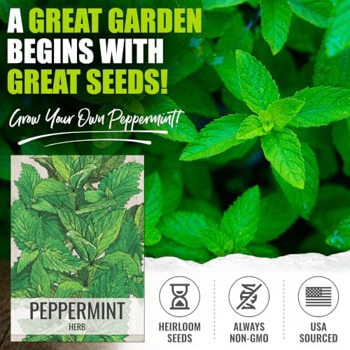 Seed Needs Peppermint Seeds to Plant an Herb Garden - 5 Packs - Image 2